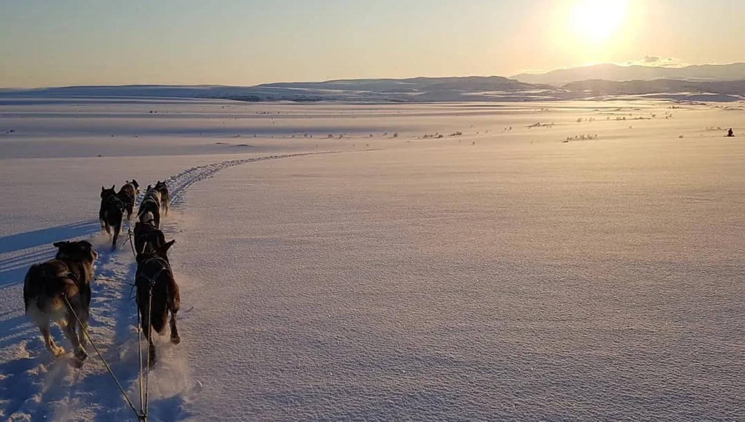 Traîneau à chiens sur la neige avec un coucher de soleil au loin.