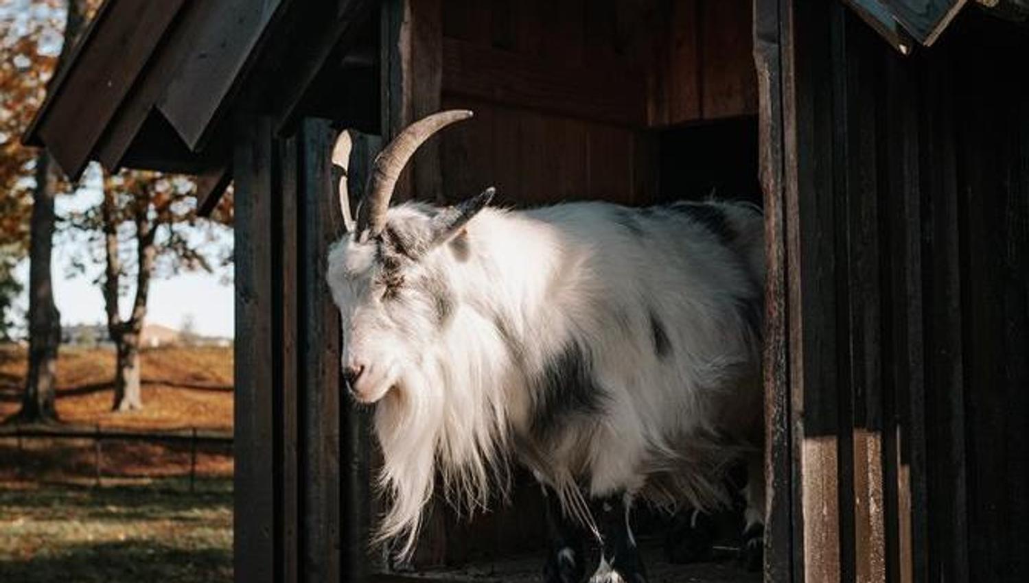 Barnas Gamleby geit foran hus
