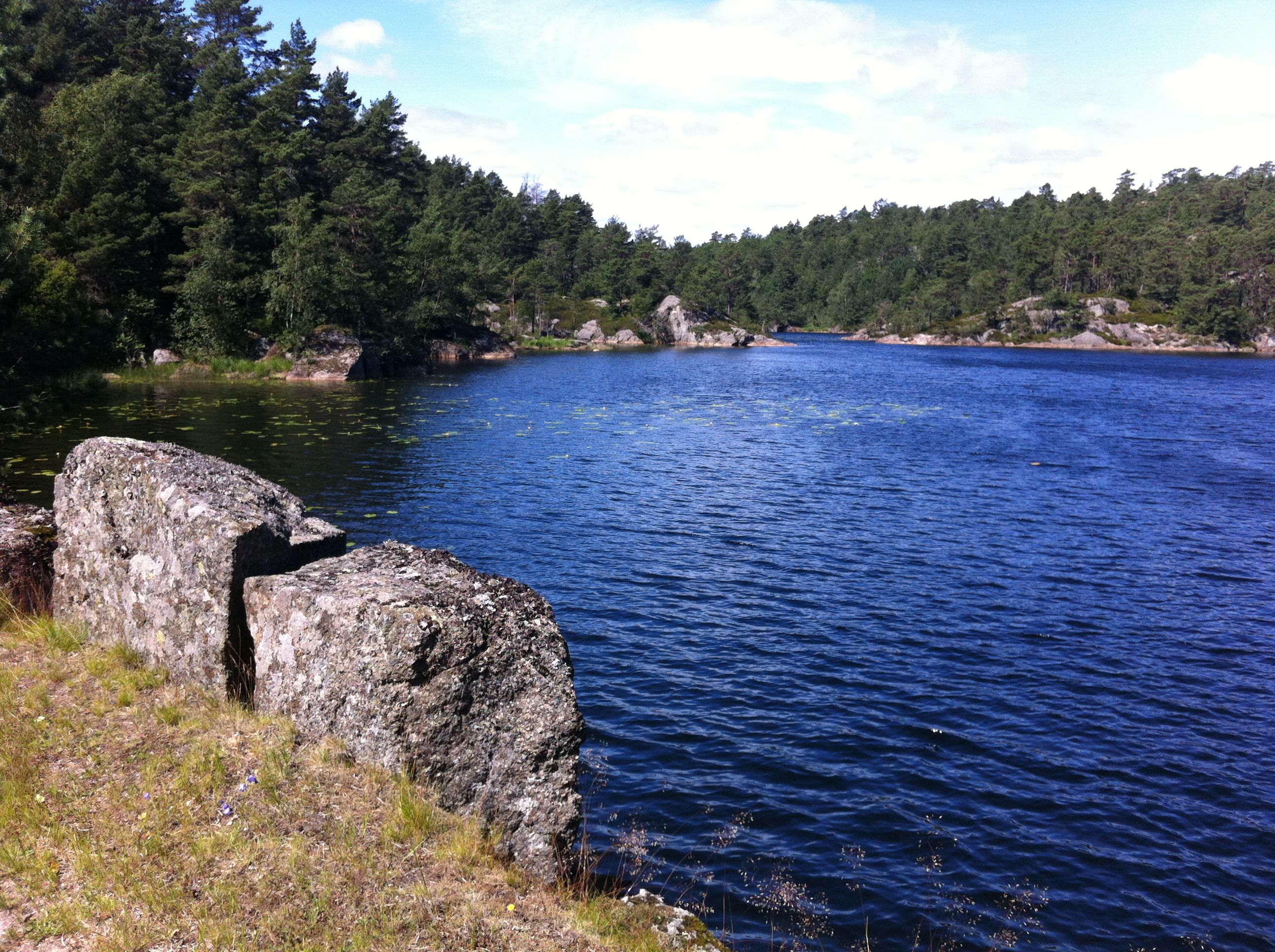 A lake with a forest in the background
