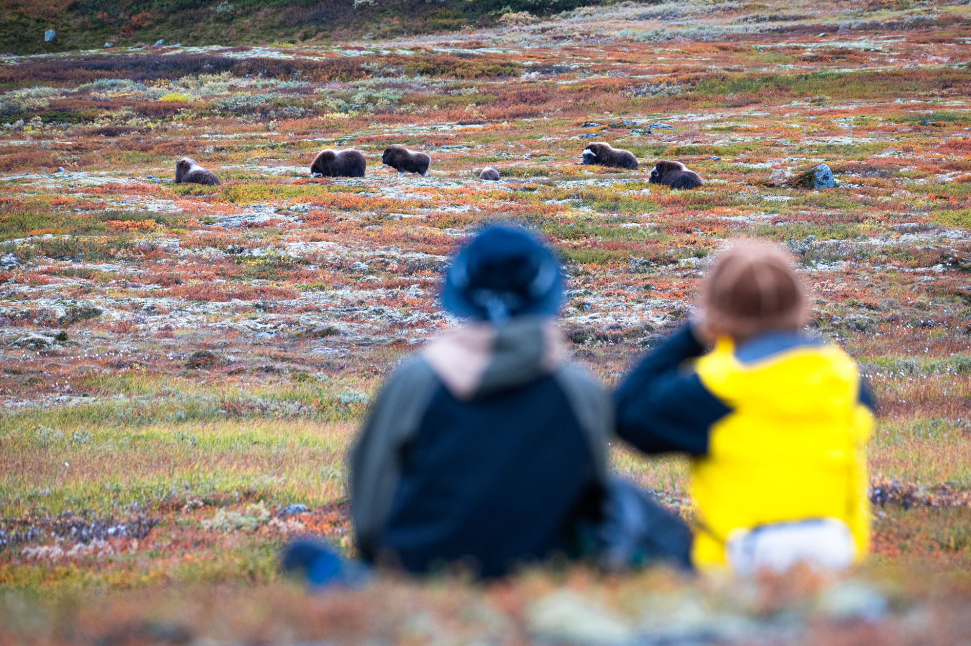 Photo Safari / Personal Tour