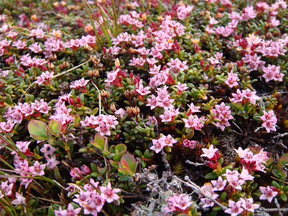 fjellblomster