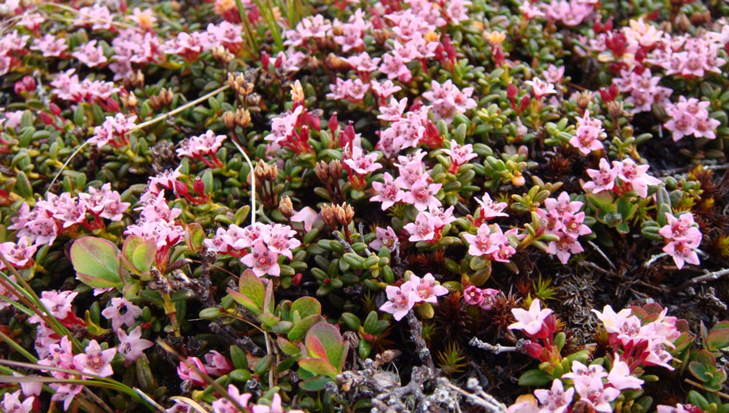 fjellblomster
