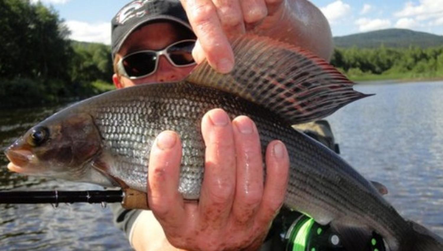 Fishspot
