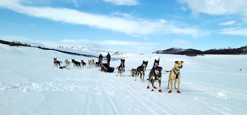 2 dog sleds from Telemark Husky tours on tour in winter