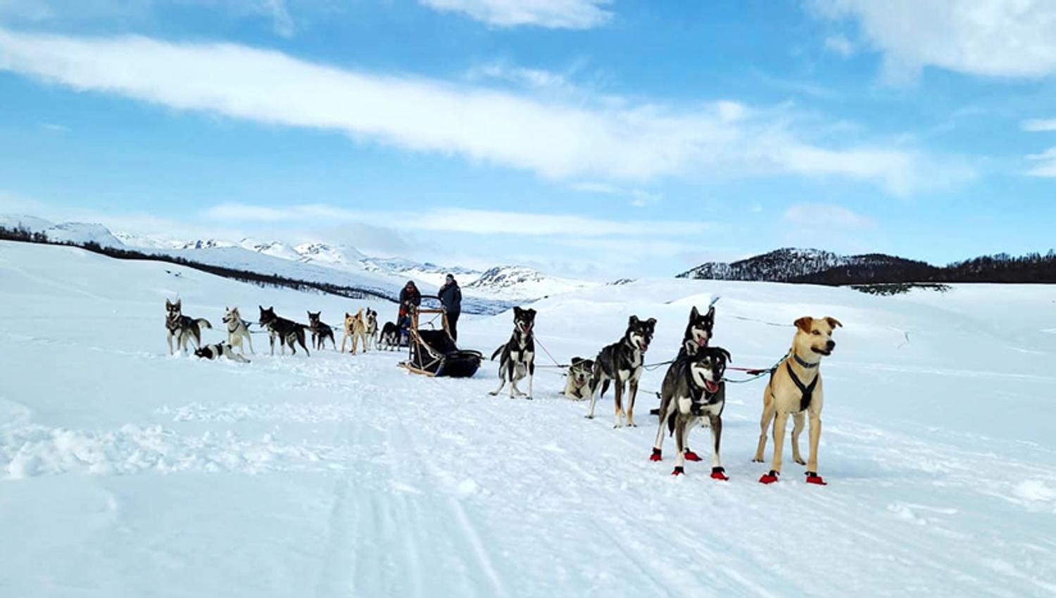 2 dog sleds from Telemark Husky tours on tour in winter