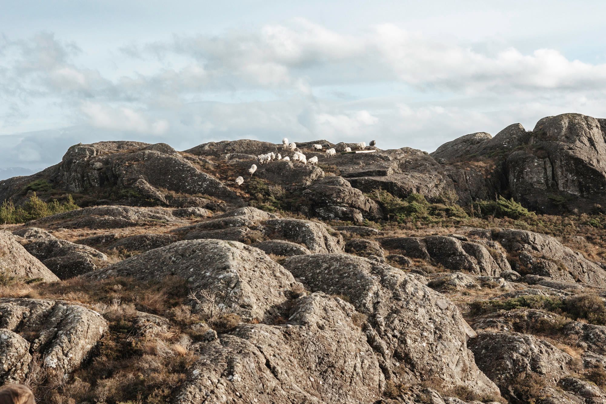 Join Sognefjord Active on a Wild Sheep Safari