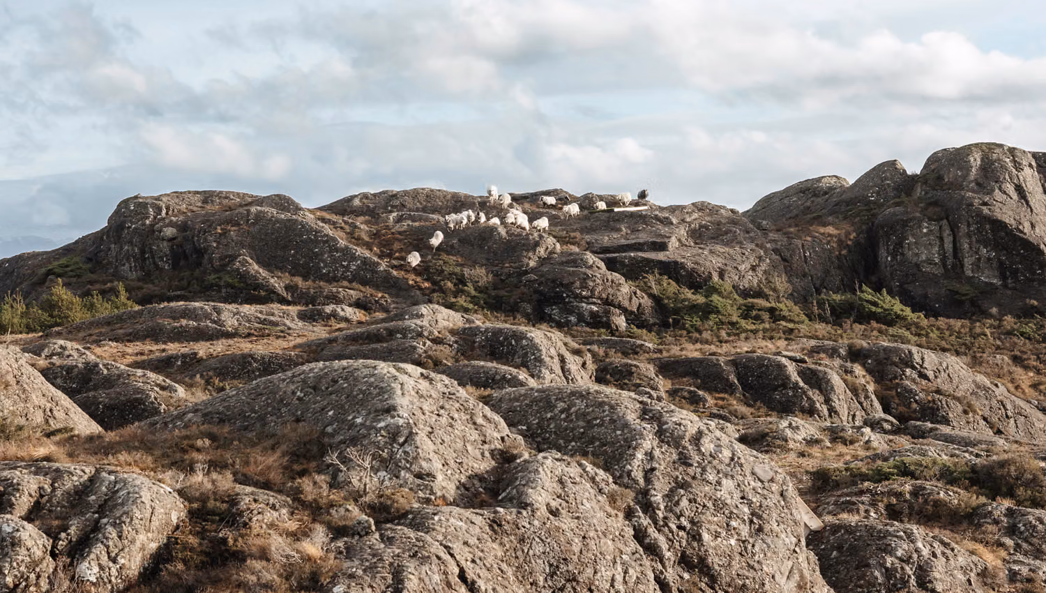 Join Sognefjord Active on a Wild Sheep Safari