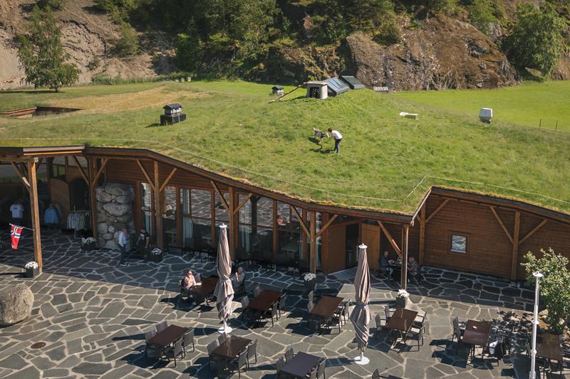 En kvinne mater en geit på det gresskledde taket til Hardangerviddahallen.