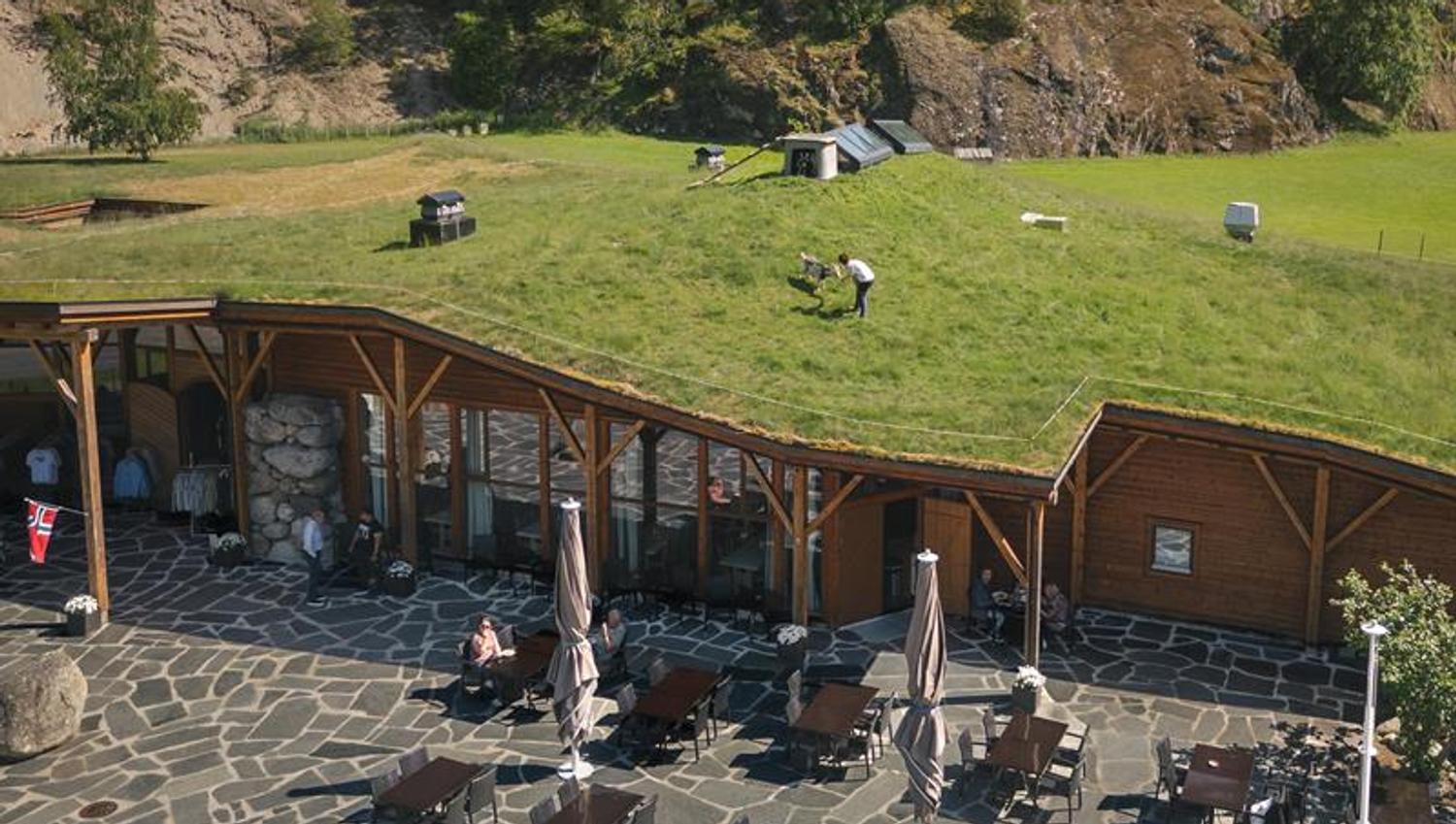En kvinne mater en geit på det gresskledde taket til Hardangerviddahallen.