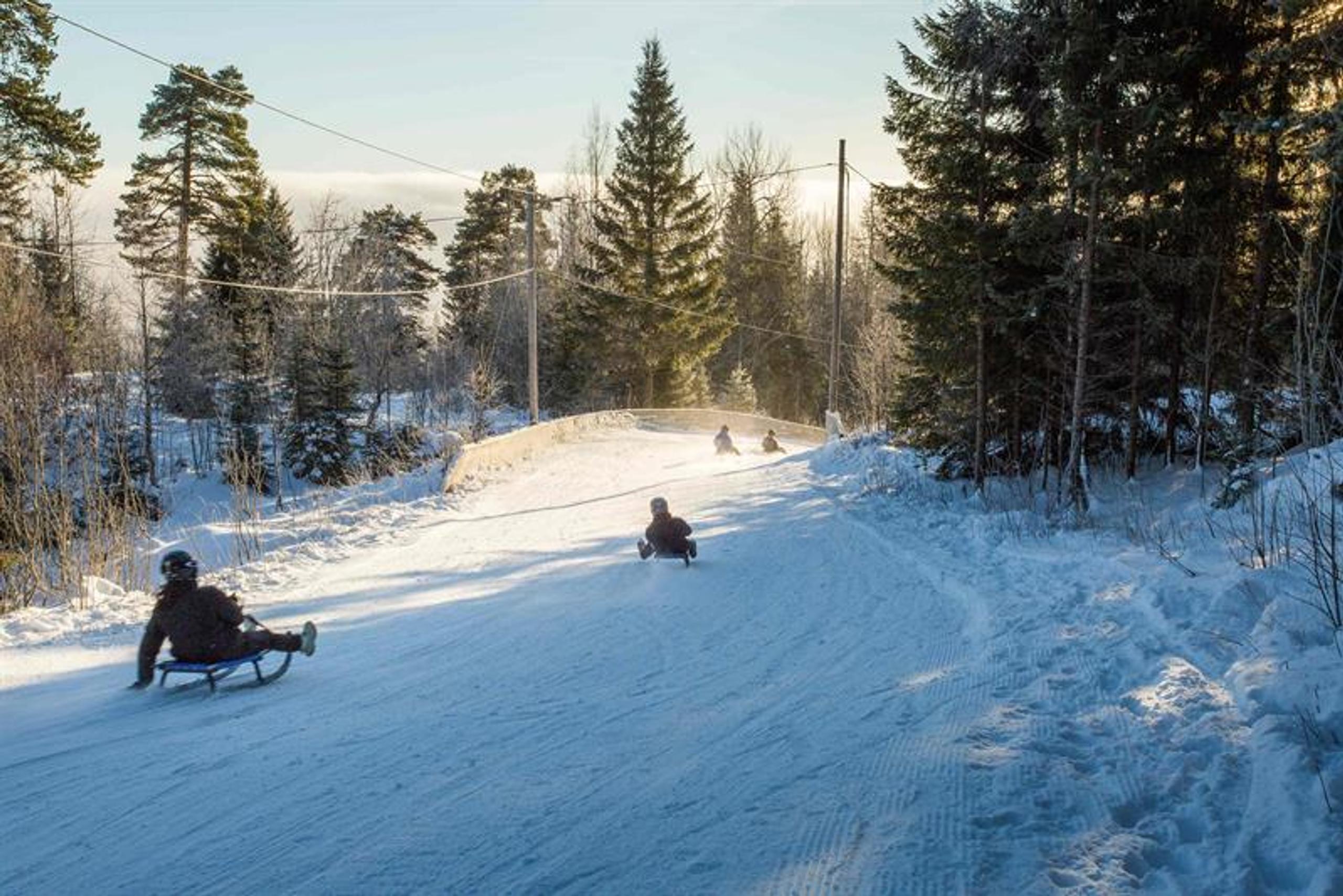 Children sledding down a snow-covered hillside, with trees in the background.