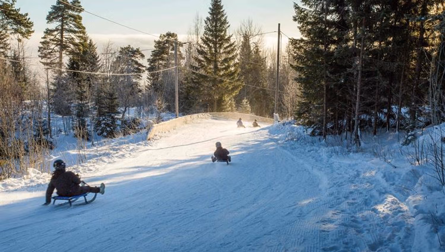 Children sledding down a snow-covered hillside, with trees in the background.