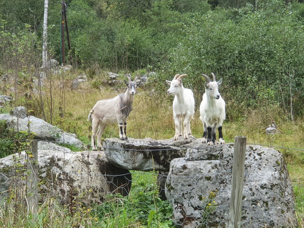 Three goats with horns stand on a large rock in a grassy field, with shrubs, trees, and a fence nearby.