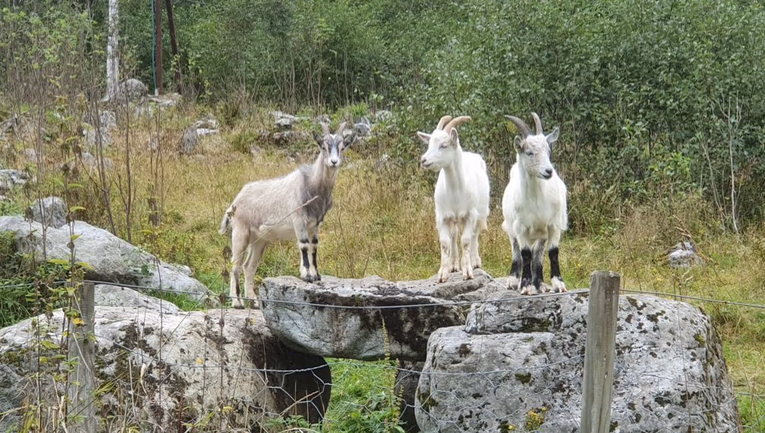 Three goats with horns stand on a large rock in a grassy field, with shrubs, trees, and a fence nearby.