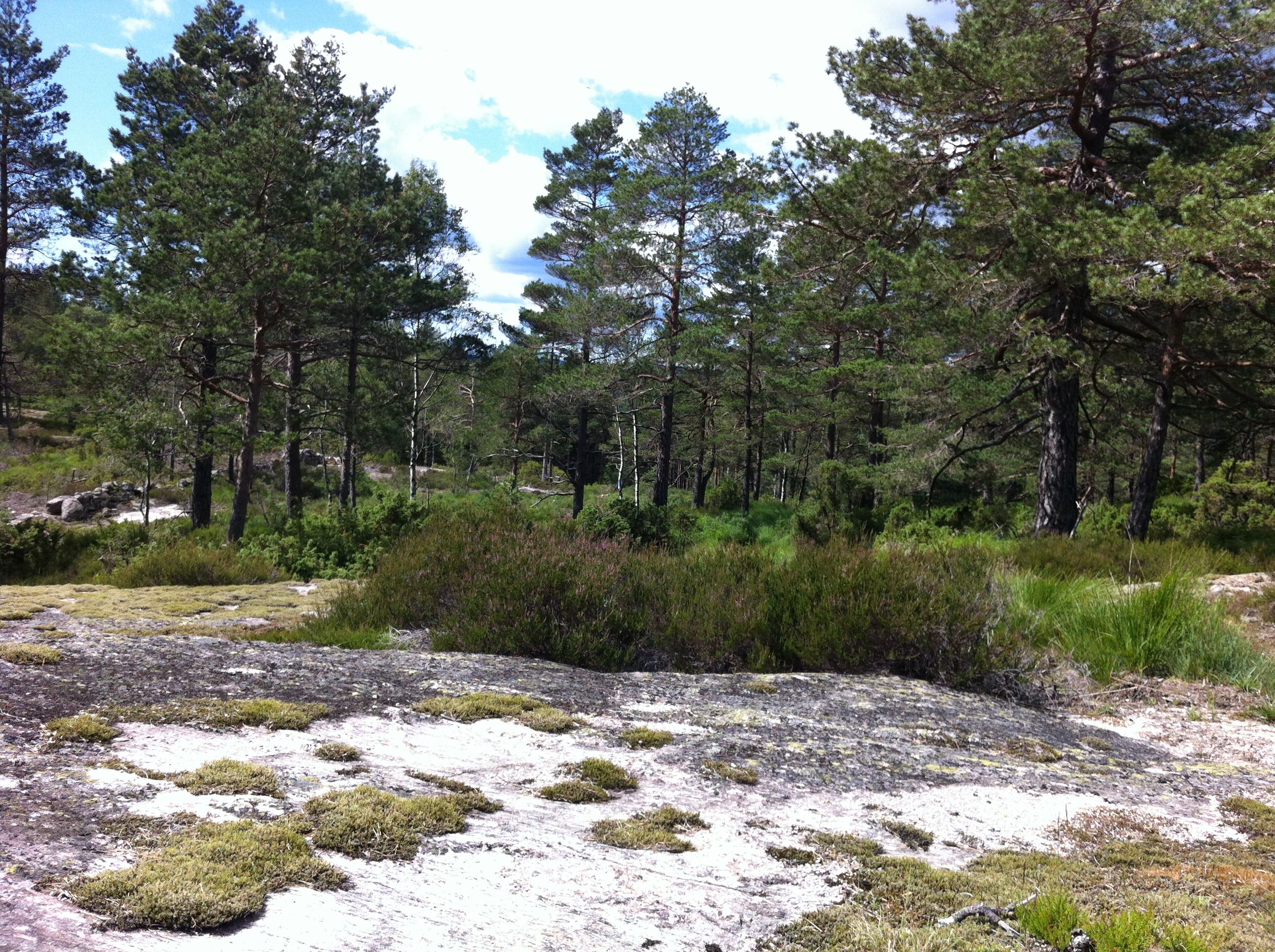 Smooth rock formations with forest.