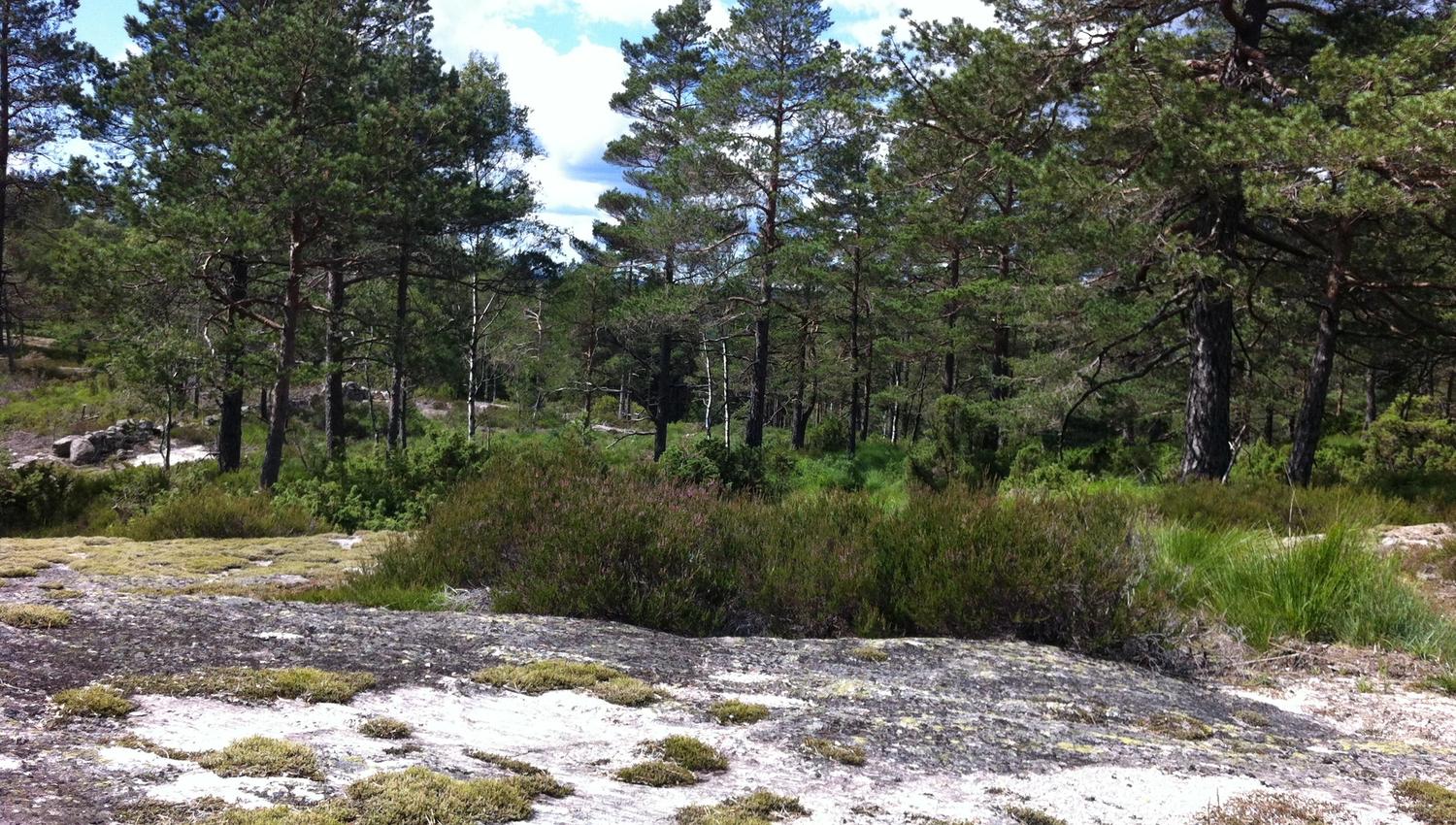 Smooth rock formations with forest.