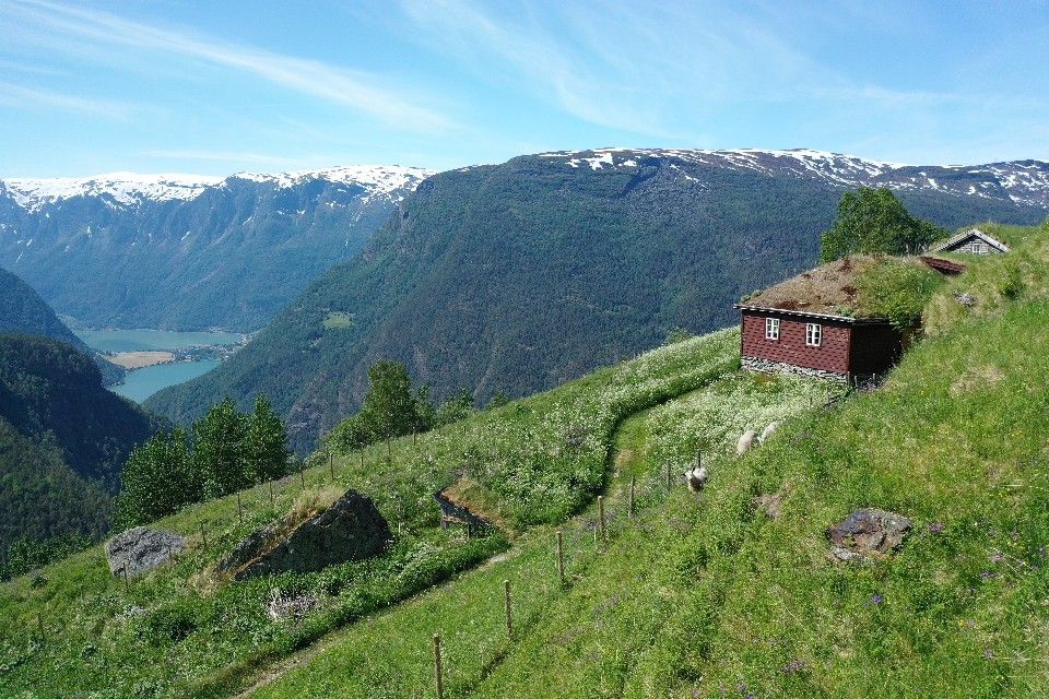 Fuglesteg