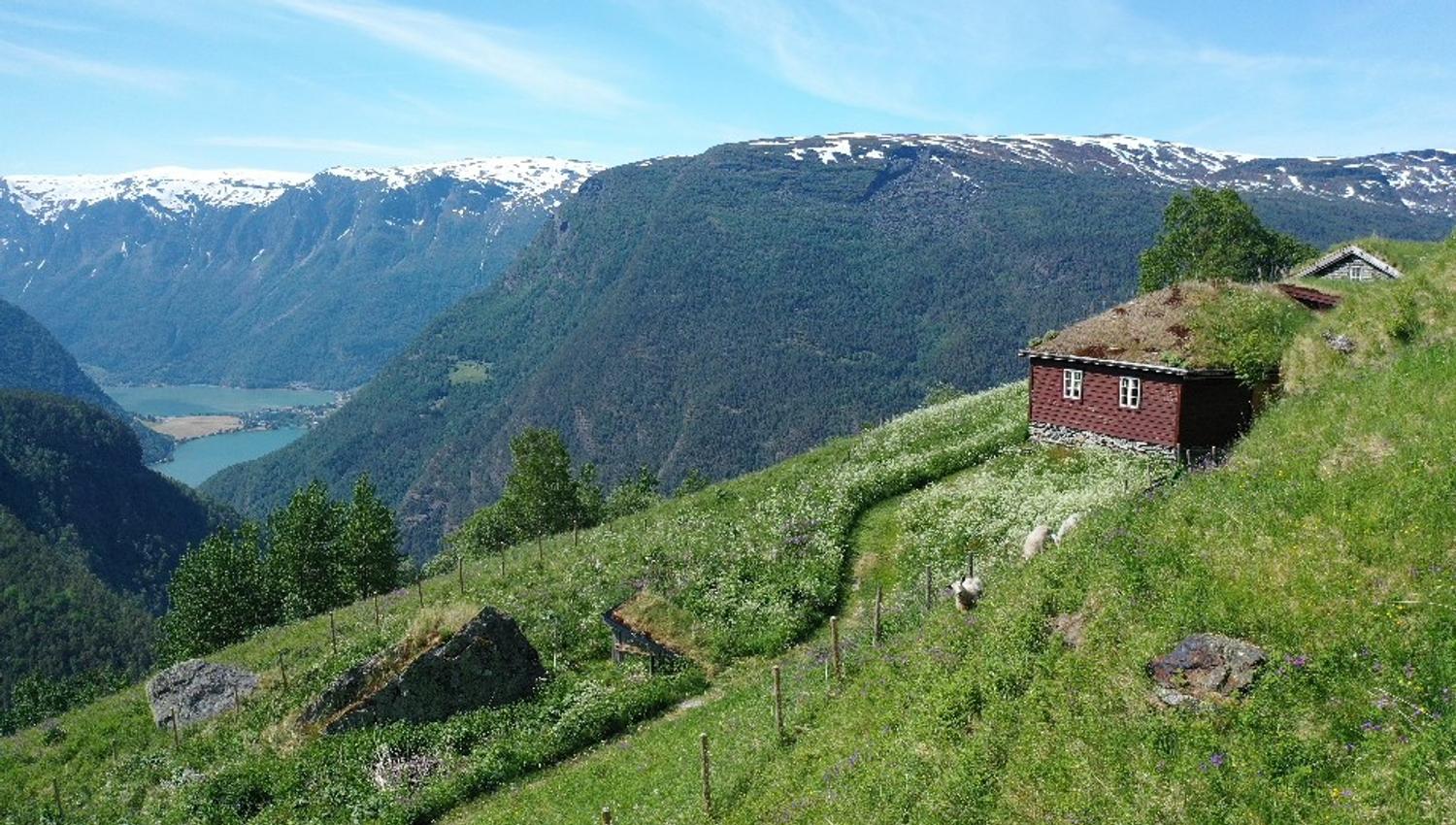 Fuglesteg