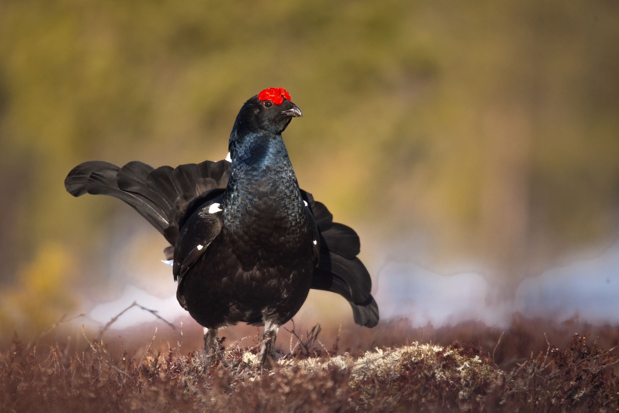 Black grouse (tetrao tetrix) display