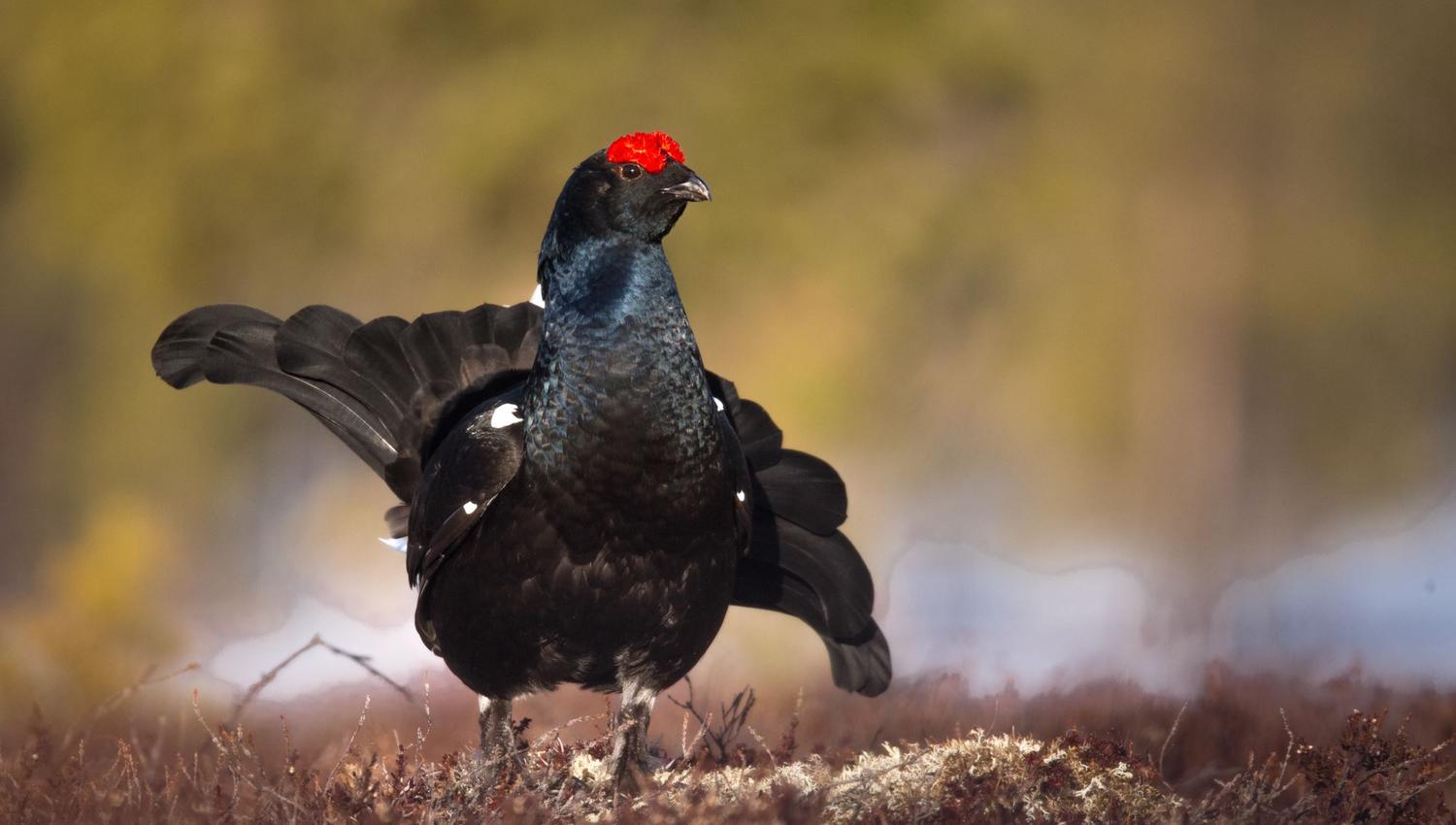 Black grouse (tetrao tetrix) display