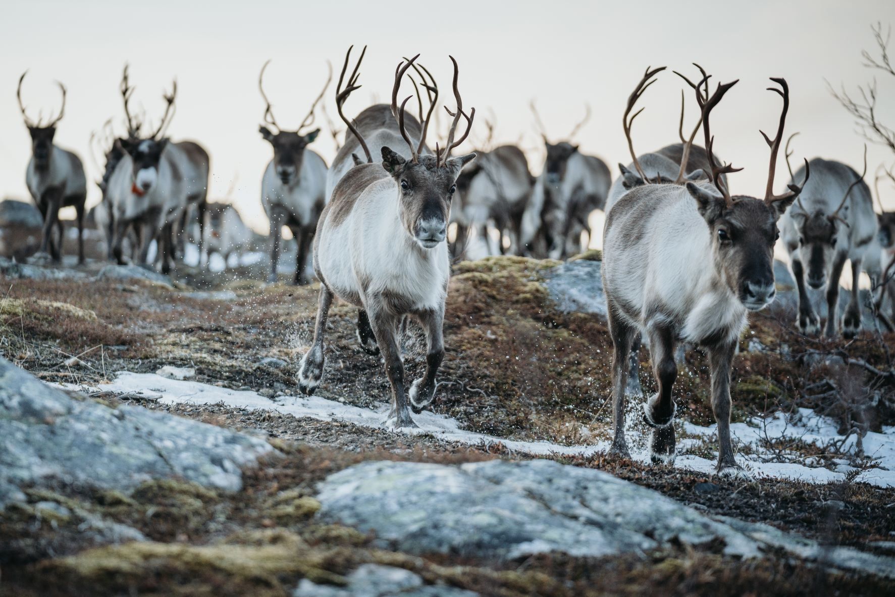 Herd of reindeer moving across a rocky and snowy landscape