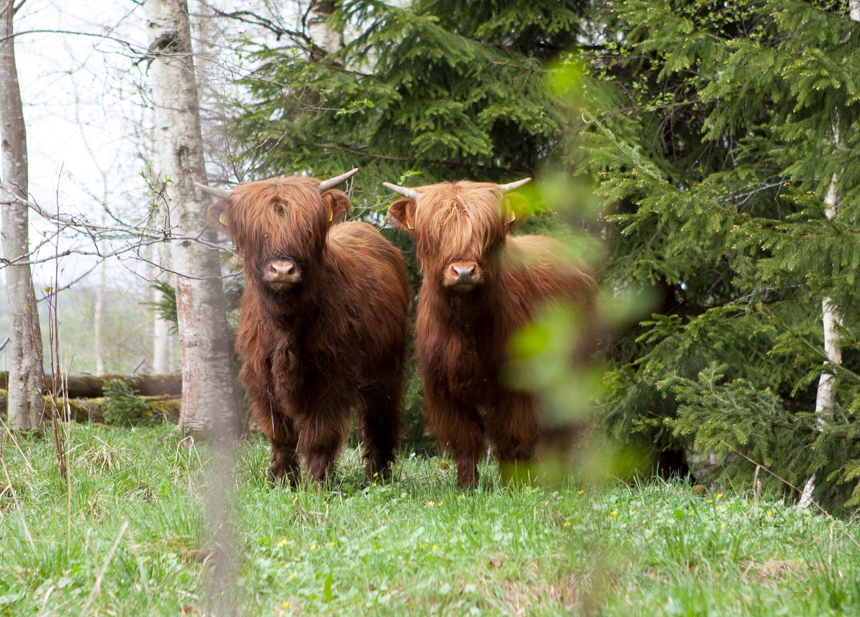 Cows in the forest 