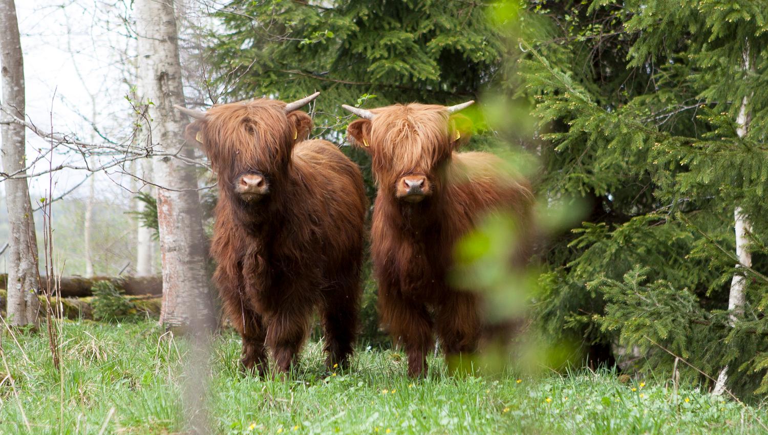 Cows in the forest