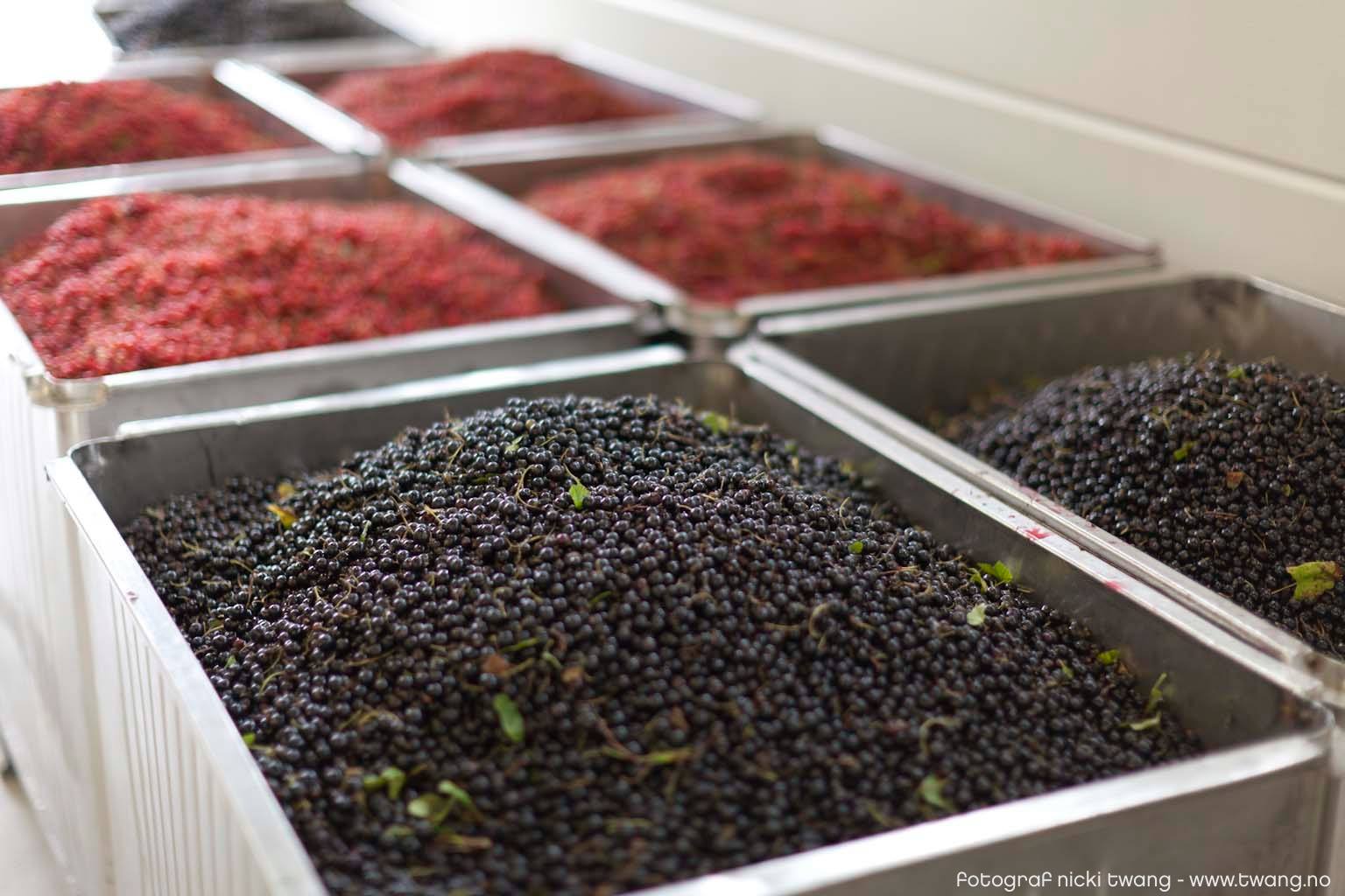 Large metal containers are filled with fresh berries in different colors – dark purple, red, and blue. They are lined up and look ready for pressing o