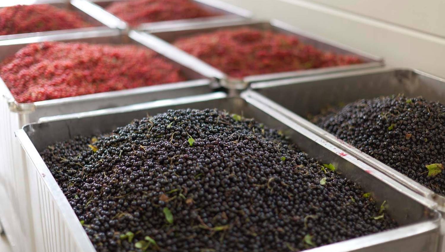 Large metal containers are filled with fresh berries in different colors – dark purple, red, and blue. They are lined up and look ready for pressing o