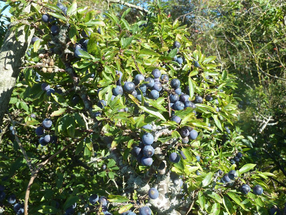 Sloes at Øitangen