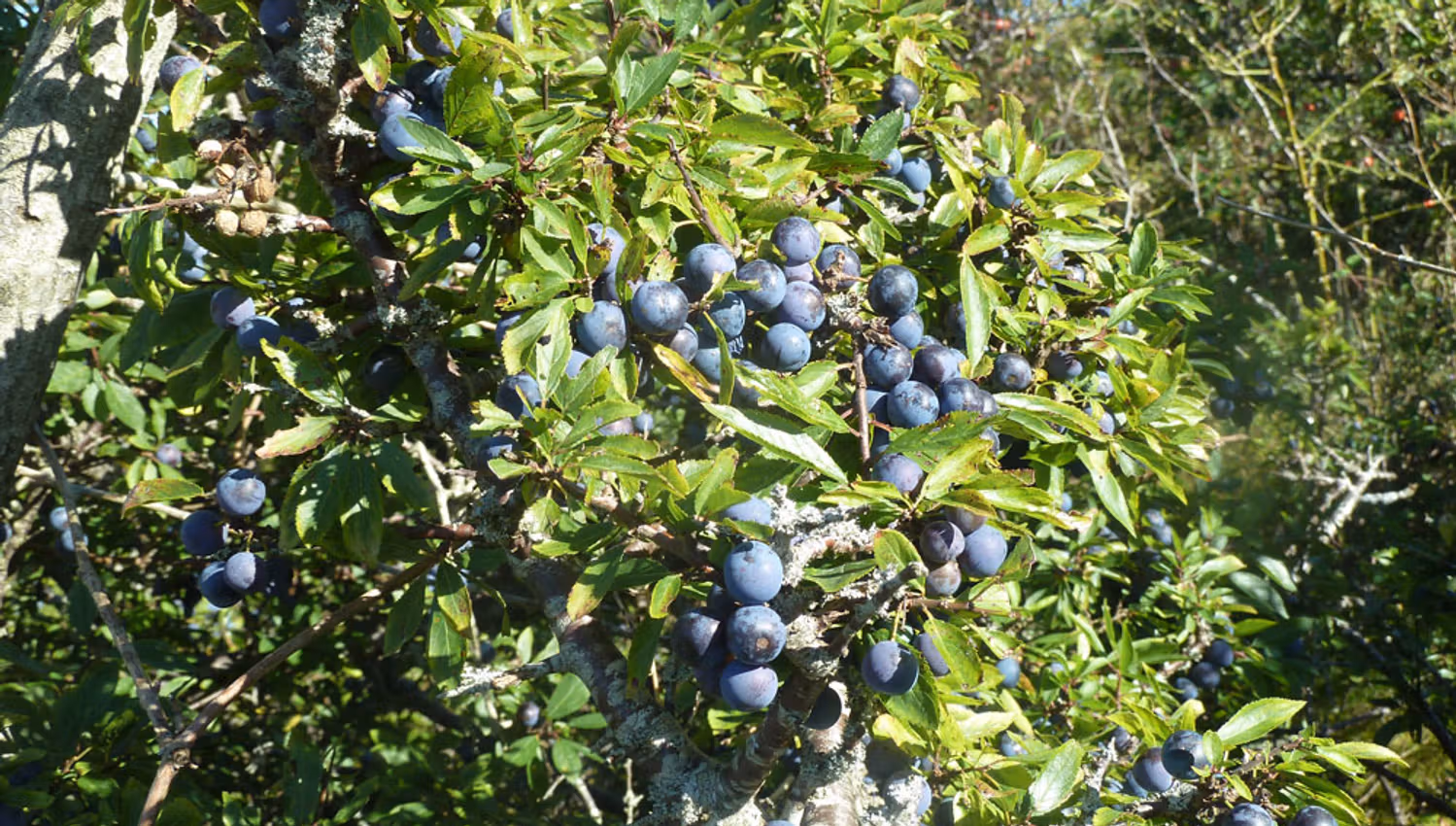 Sloes at Øitangen