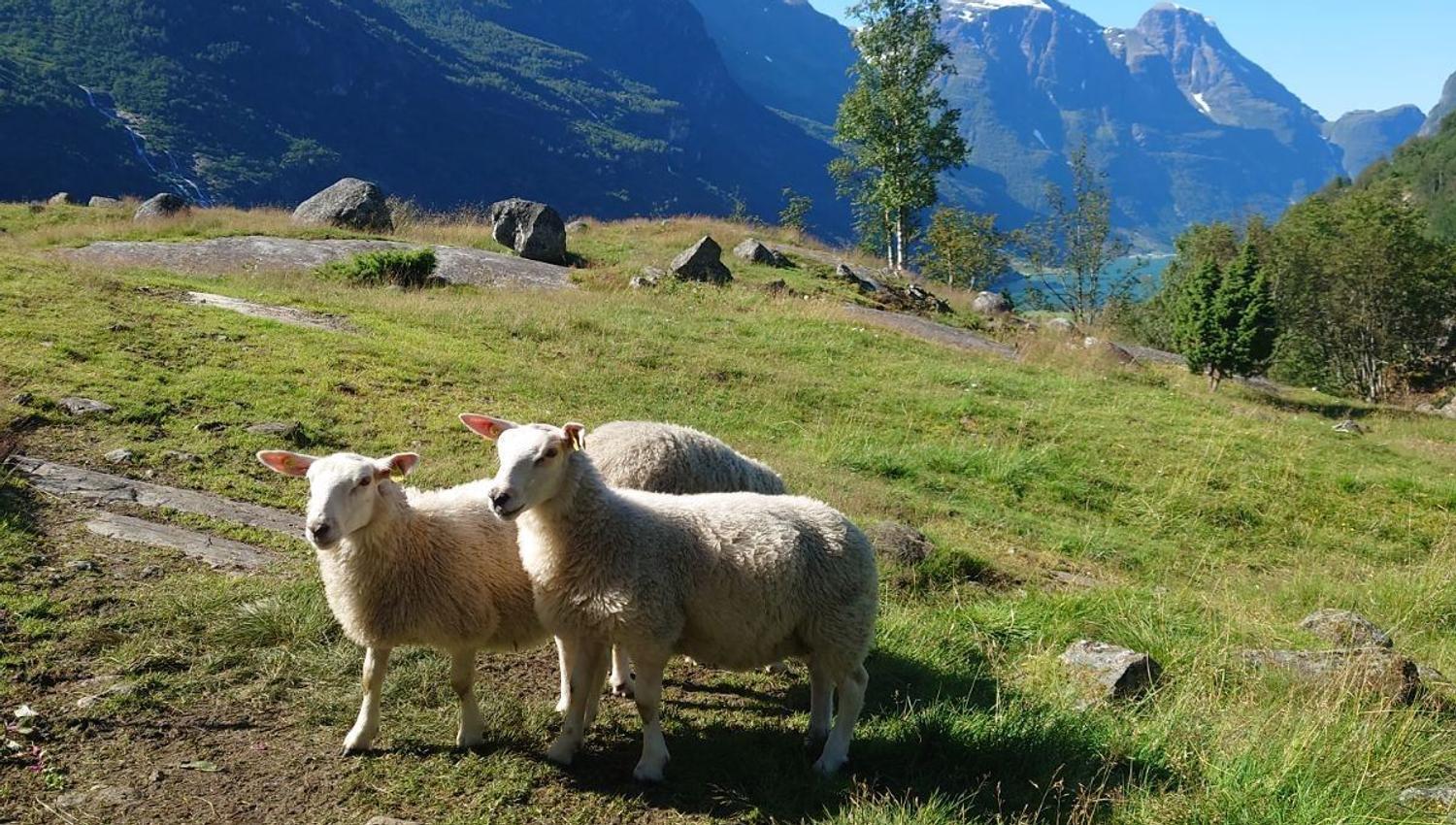 Two sheep stand on a grassy hillside with rocks and trees, with distant mountains and a clear blue sky in Oldedalen..