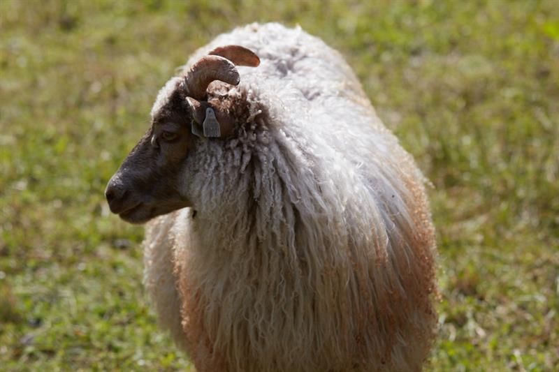 Sheep at outdoor area of Bygdø Kongsgård. Photo