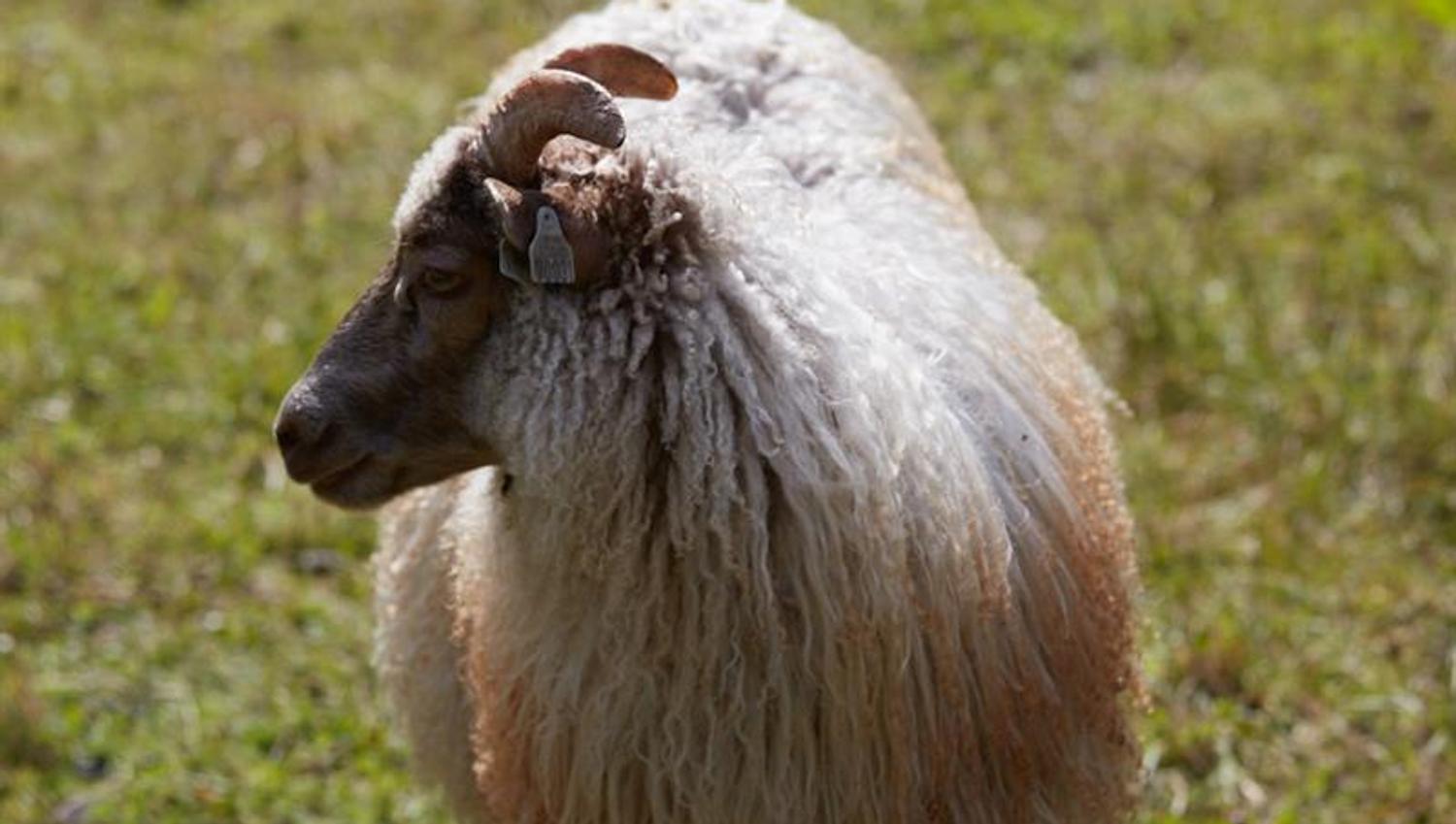 Sheep at outdoor area of Bygdø Kongsgård. Photo