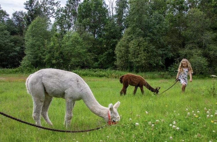 Alpacas eating grass