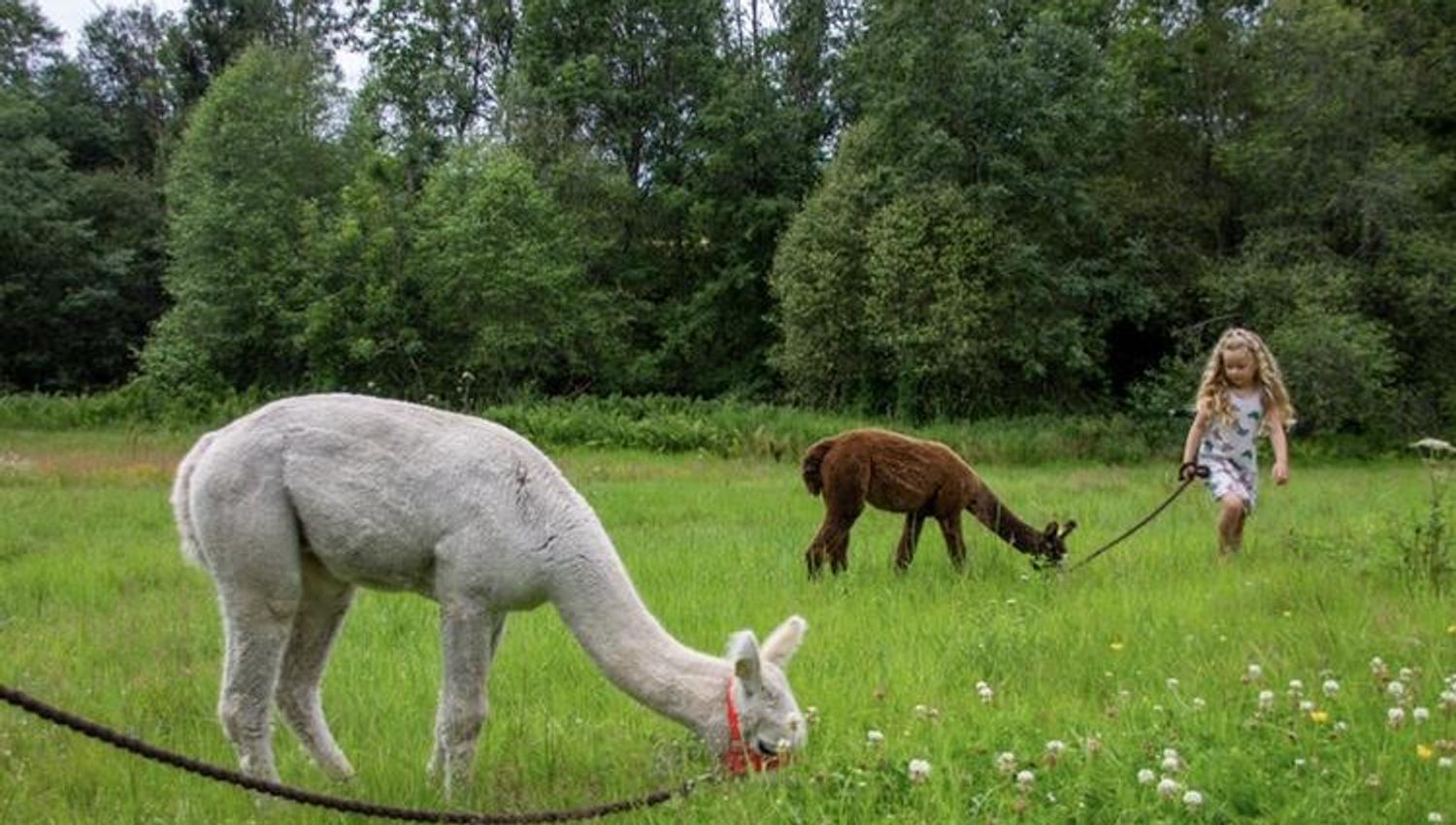 Alpacas eating grass