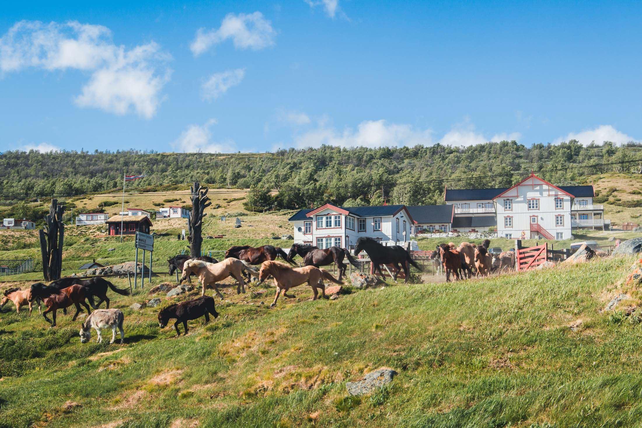 Hjerkinn Fjellstue & Fjellridning