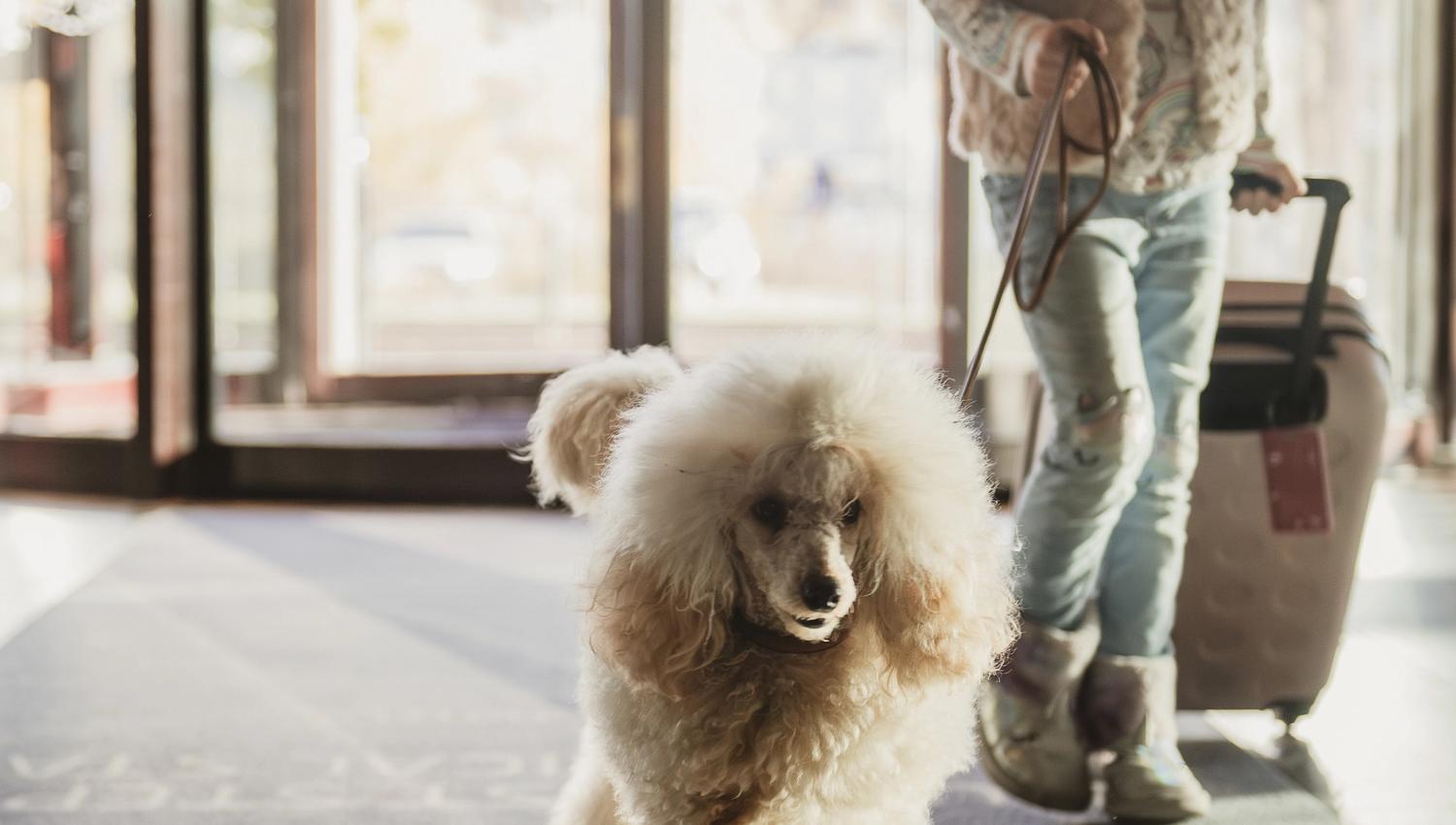Dog friendly hotel.
