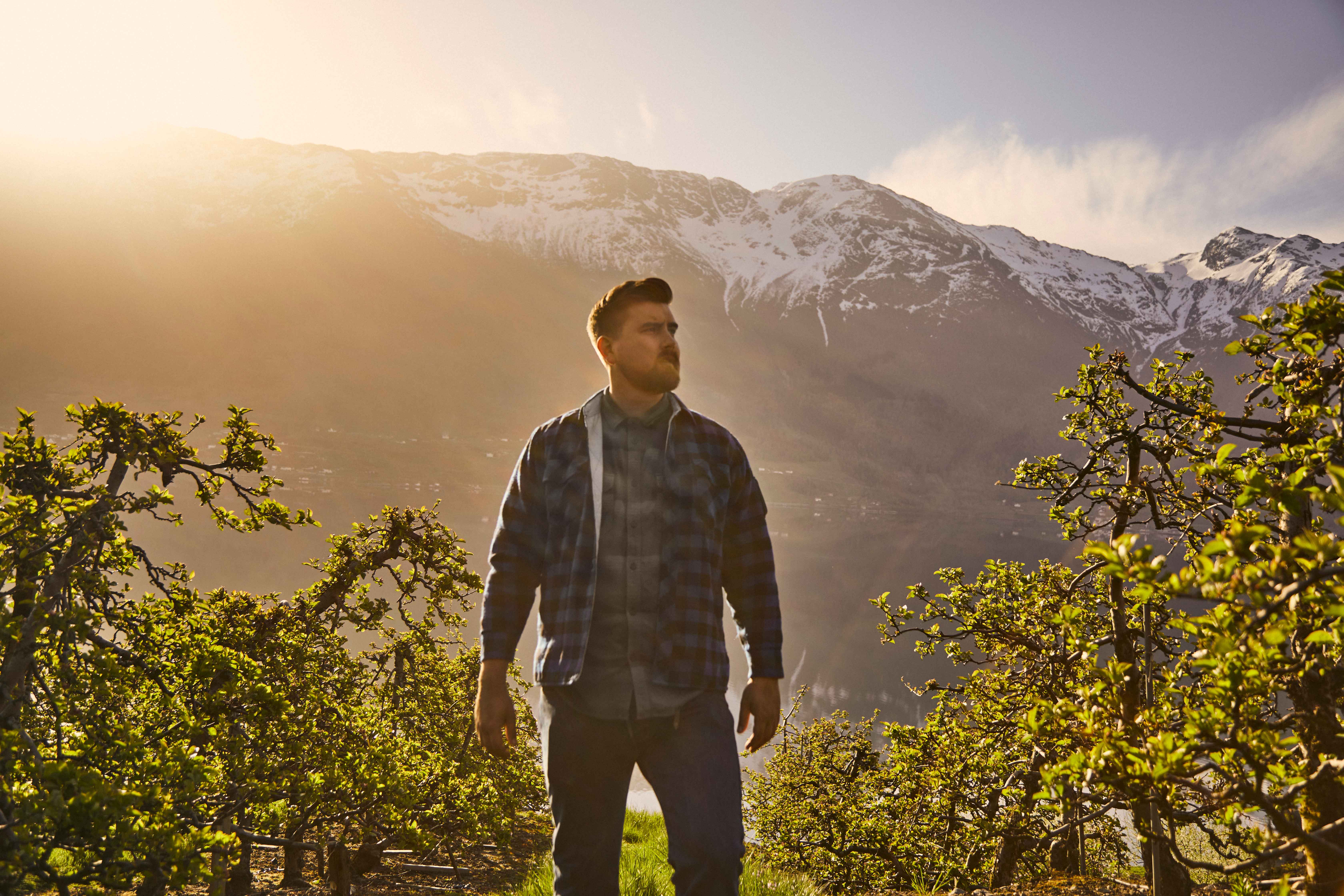 Man walking through a blossoming apple orchard in Hardanger during springtime.