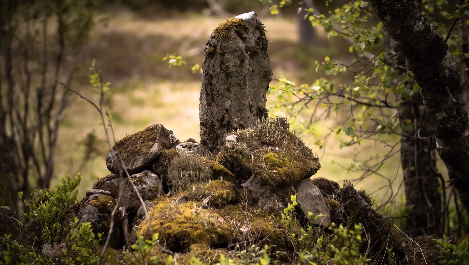 Gamle byvegen varp 2019_Foto TRAustrud