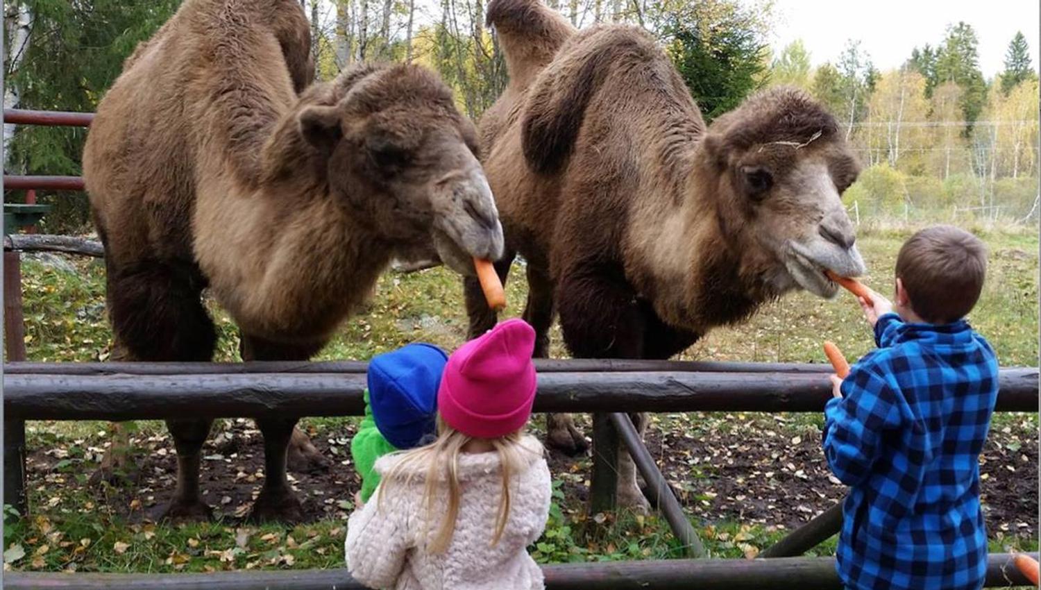 Tangen dyrepark kamel