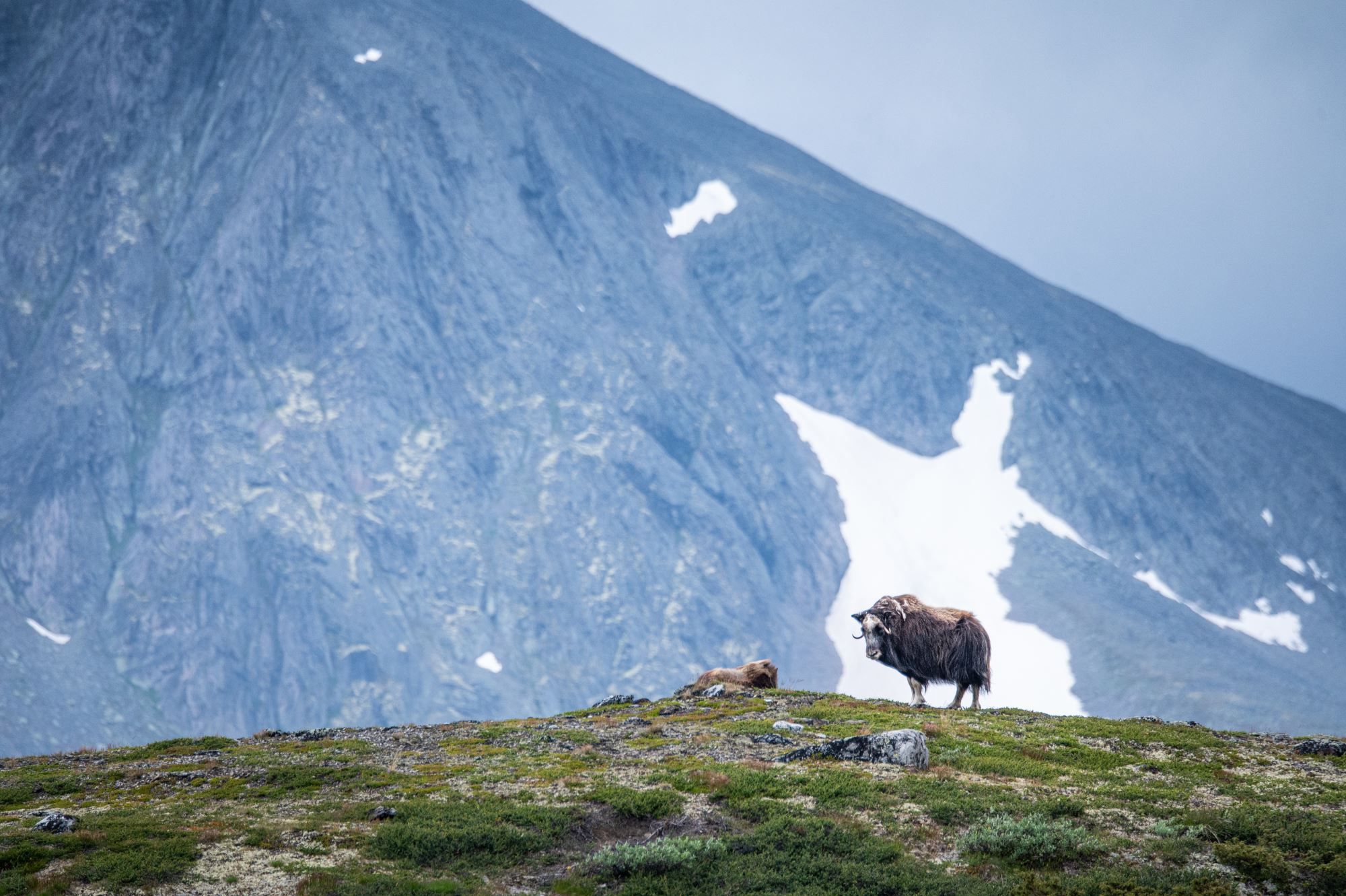 Musk Ox Safari Personal Tour
