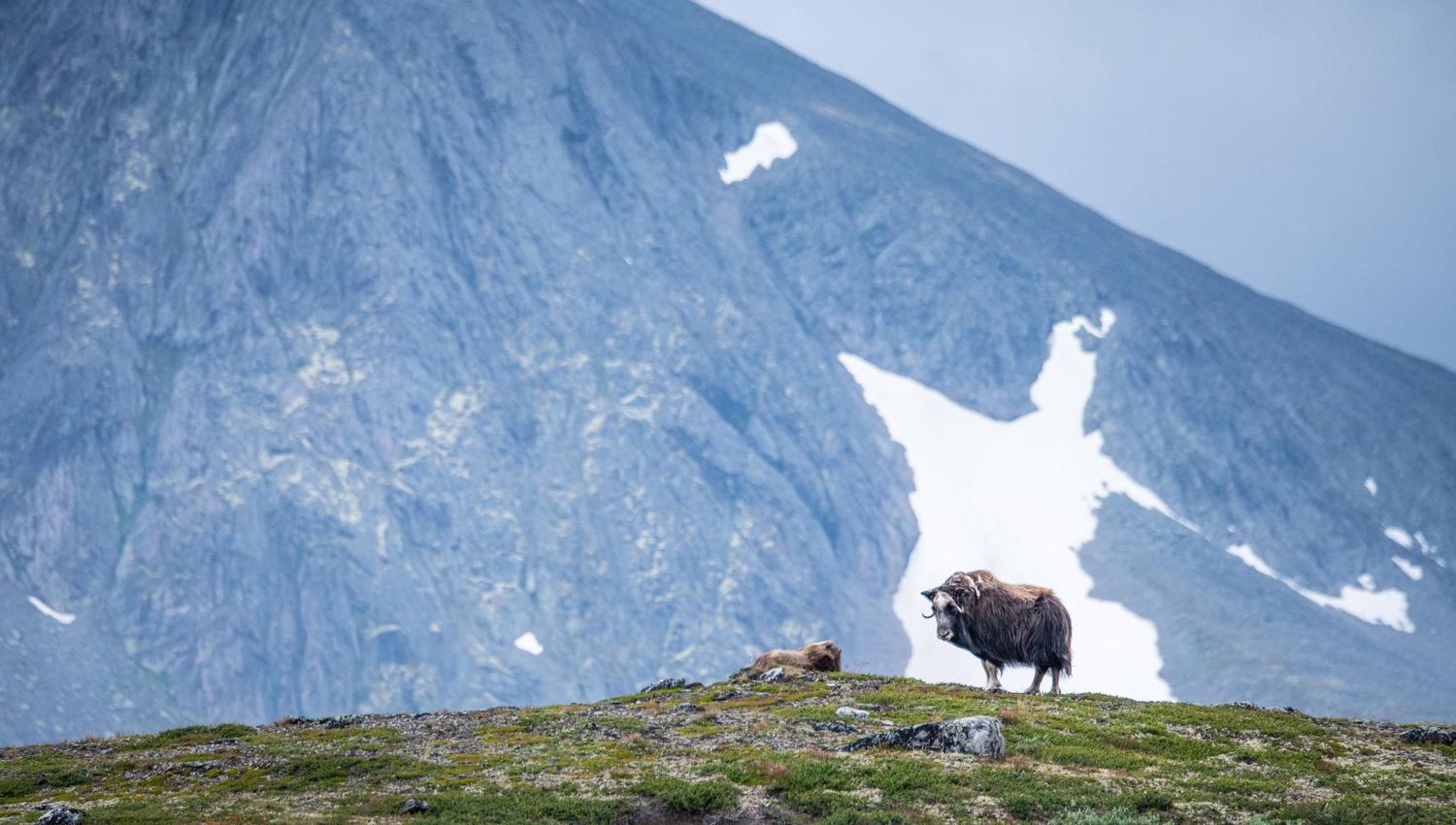 Musk Ox Safari Personal Tour