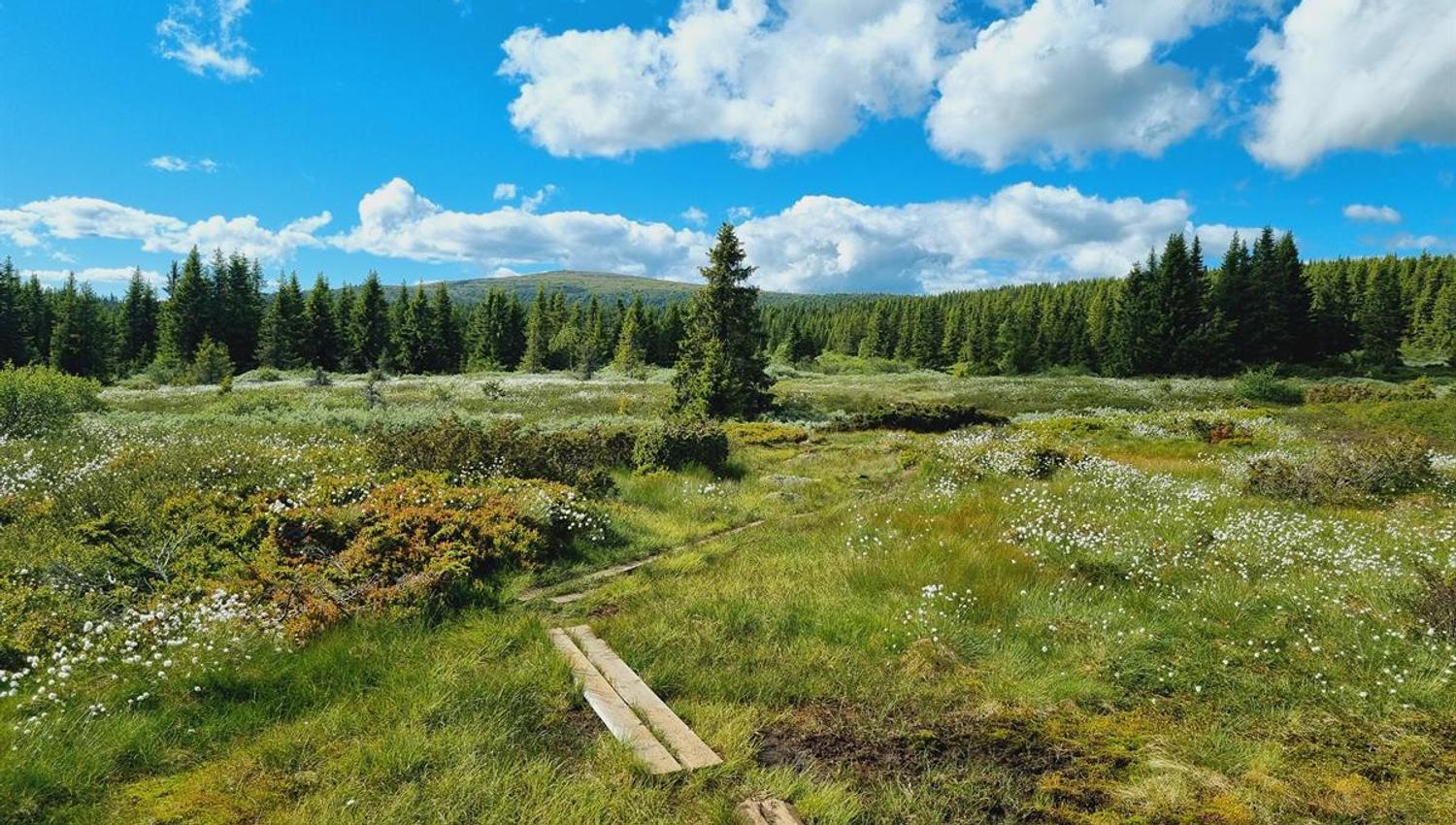 Mountain landscape with trail and views of forest and hills