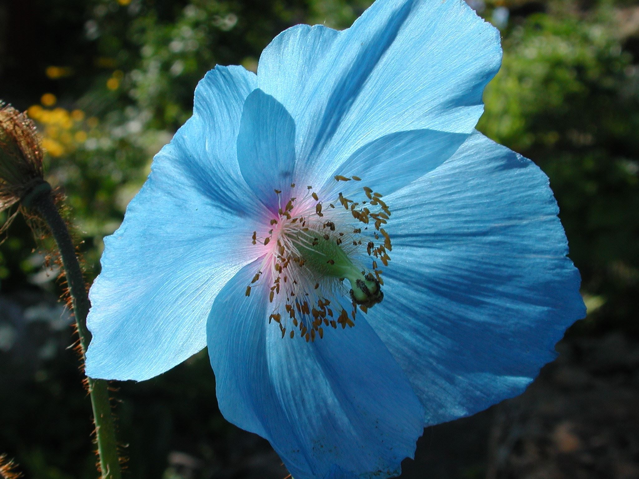meconopsis Lingholm at Tromsø Arctic-Alpine Botanical Garden