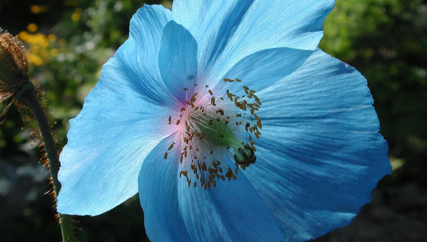 meconopsis Lingholm at Tromsø Arctic-Alpine Botanical Garden
