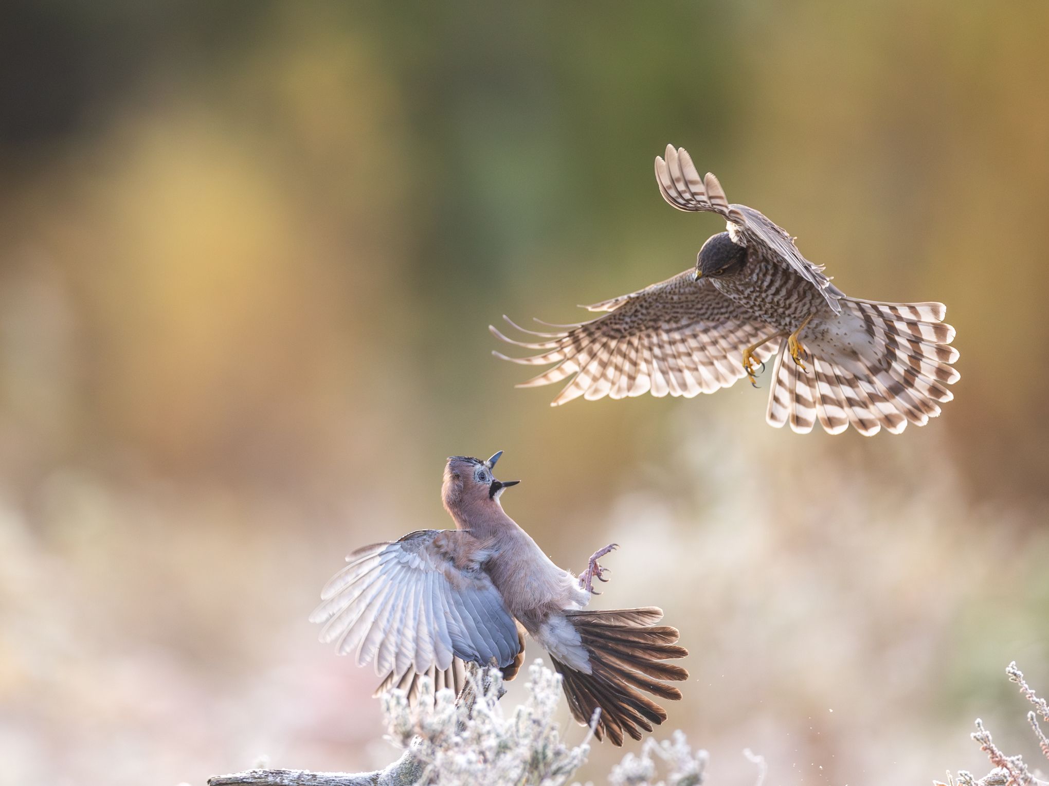 
A conflict between a Eurasian jay and a sparrowhawk in the air.