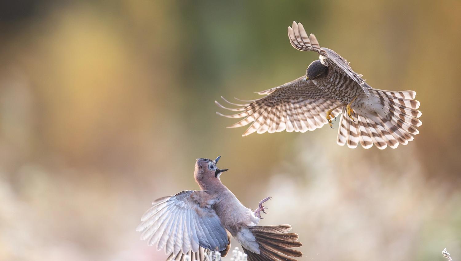 A conflict between a Eurasian jay and a sparrowhawk in the air.