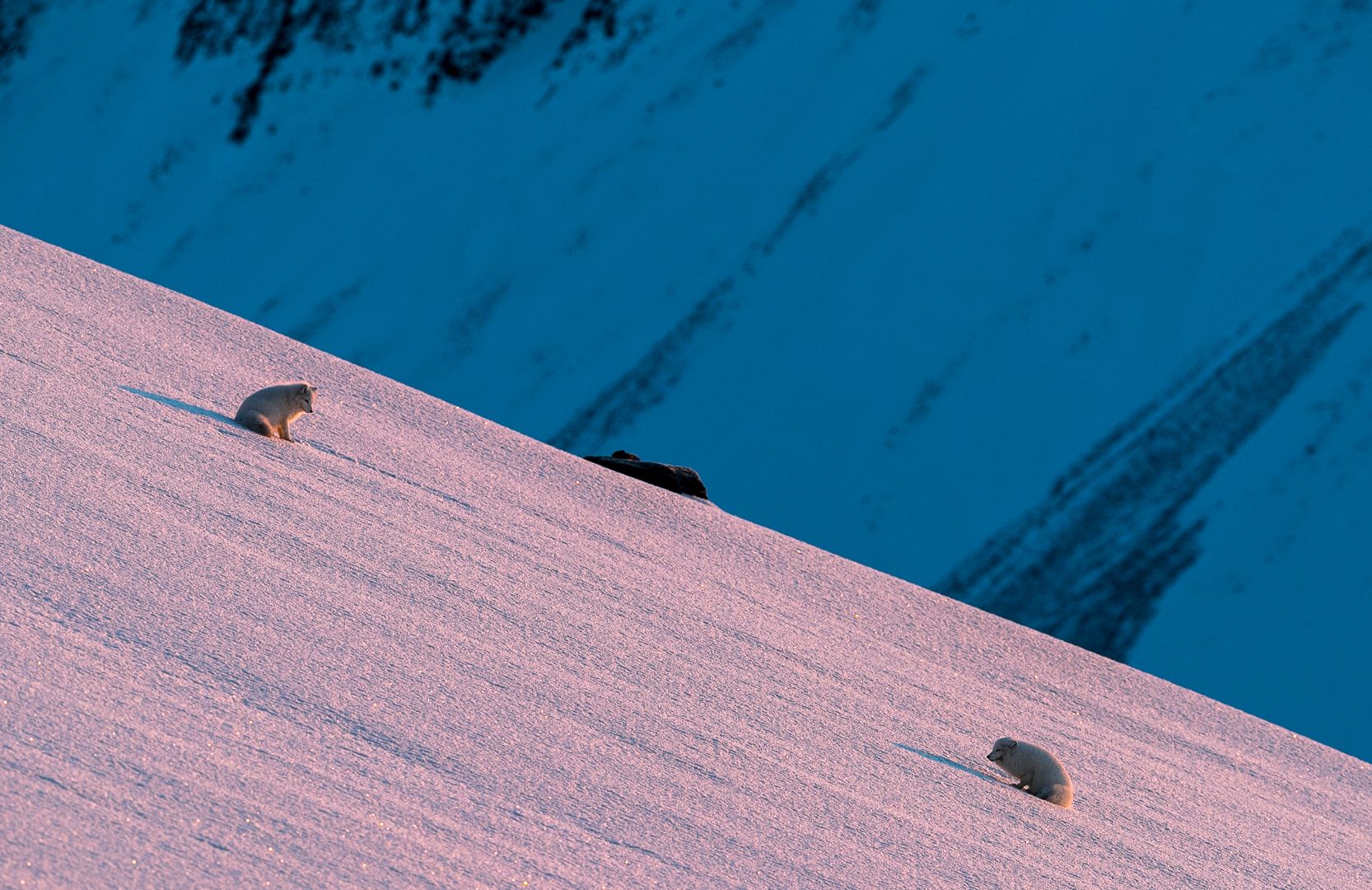 Two polarfoxes looking at eachother on a snowcovered mountainside. 
The sunlight is reflecting in the snow