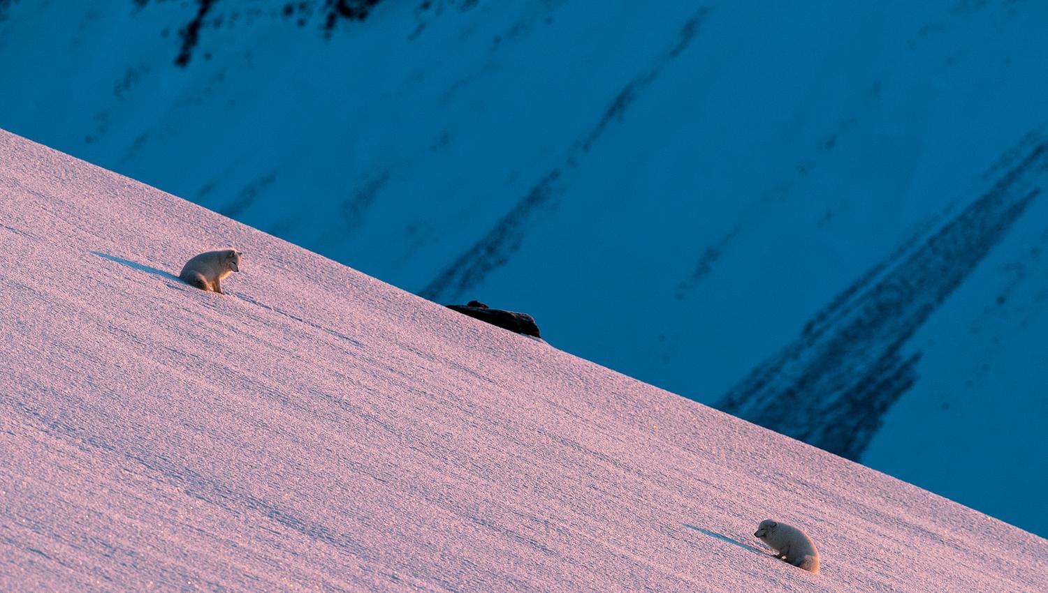 Two polarfoxes looking at eachother on a snowcovered mountainside.
The sunlight is reflecting in the snow