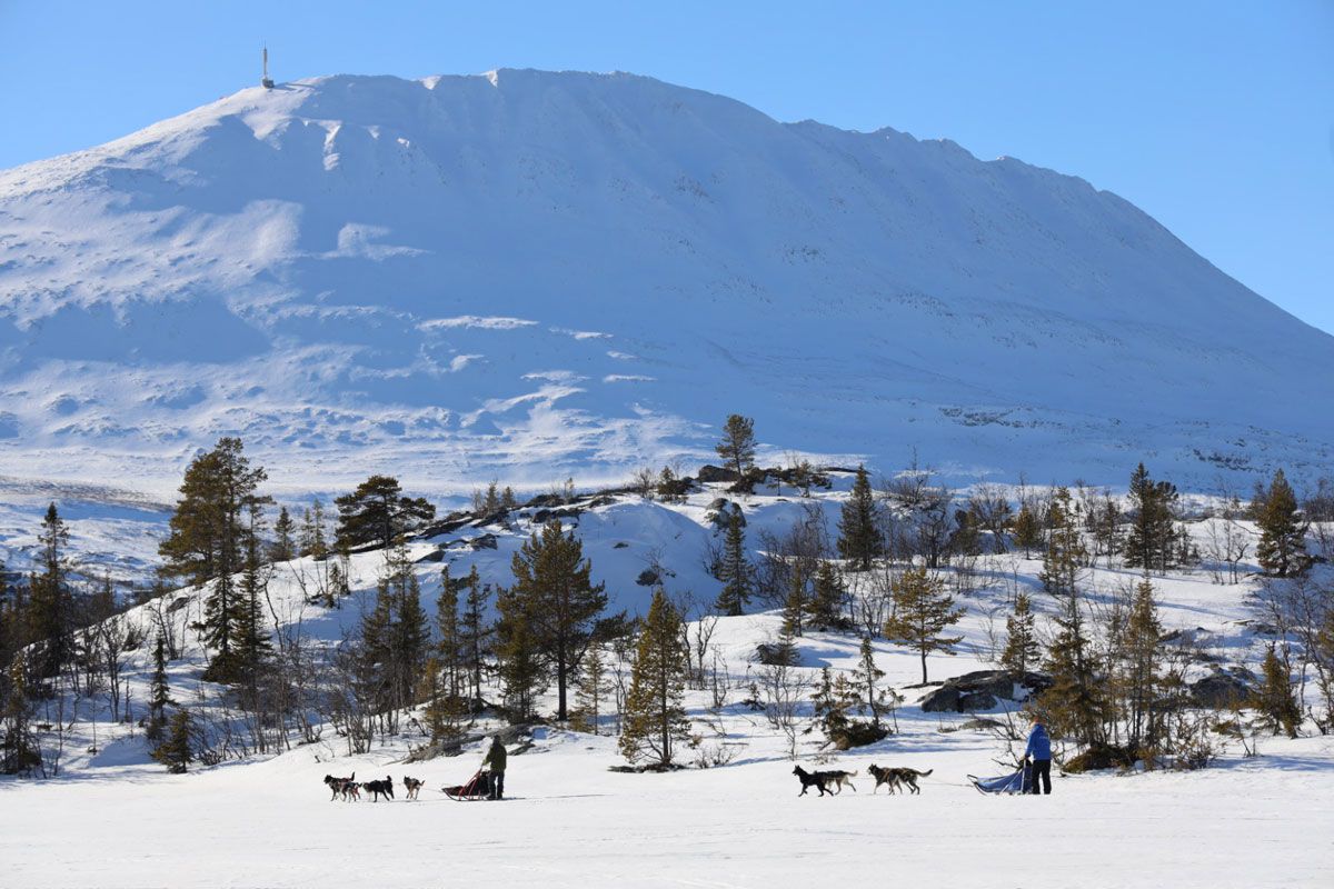 dog sledding at Gaustatoppen